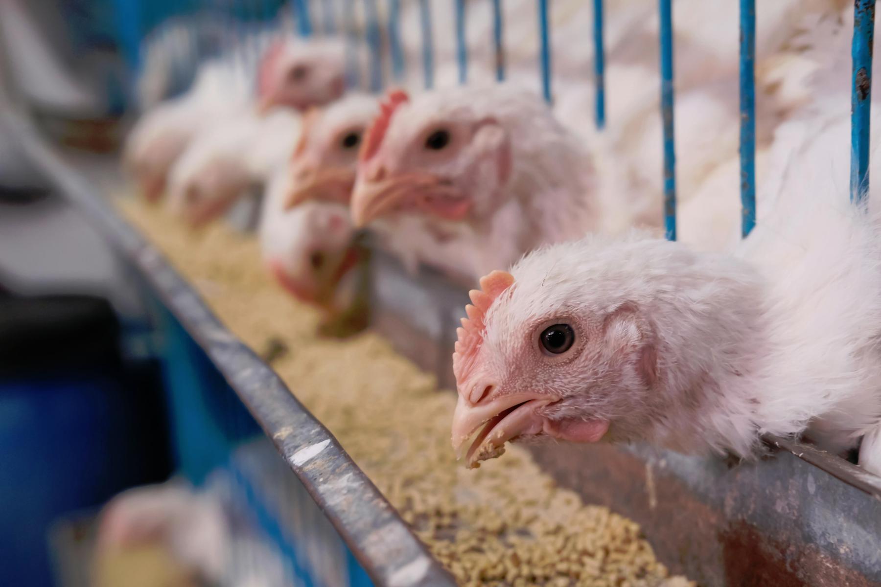 poultry production gumboro disease